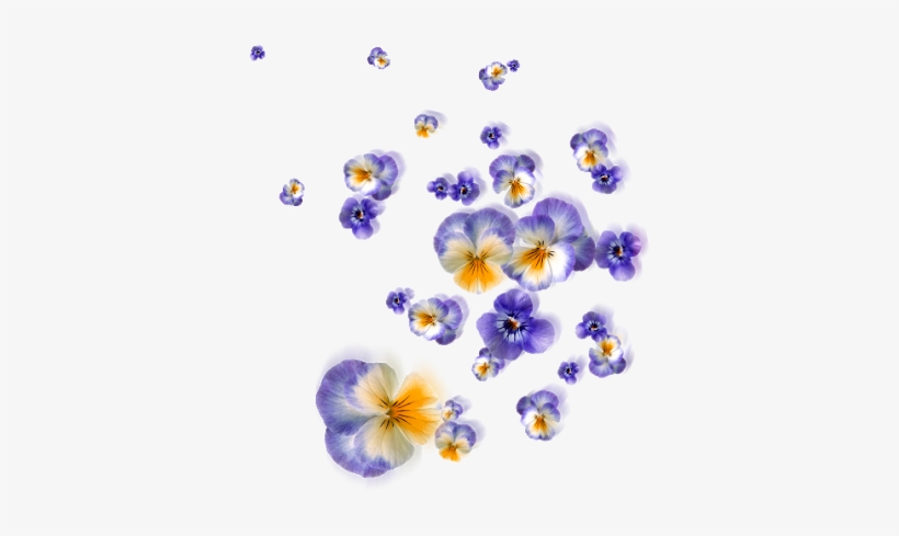 Floating Flowers Png - Satnam, transparent png