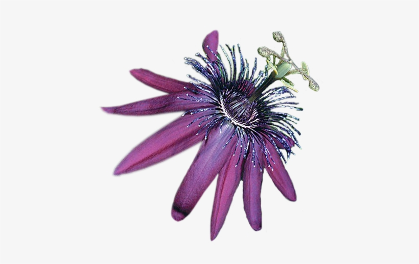 External Link - Purple Passionflower, transparent png
