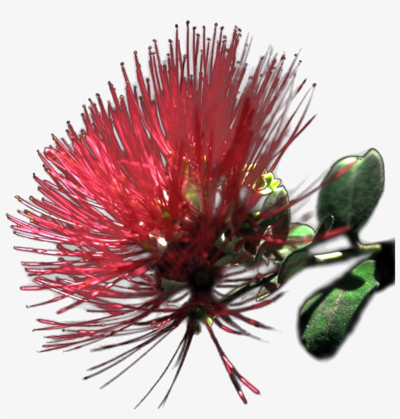 [redbrushalpha-0 - 5 ] - Ohia Clipart Png, transparent png