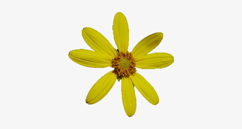 Flower Pngs - Flowers, transparent png