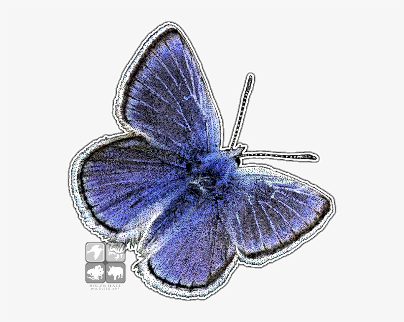 Mission Blue Butterfly Decal - Mission Blue Butterfly Png, transparent png
