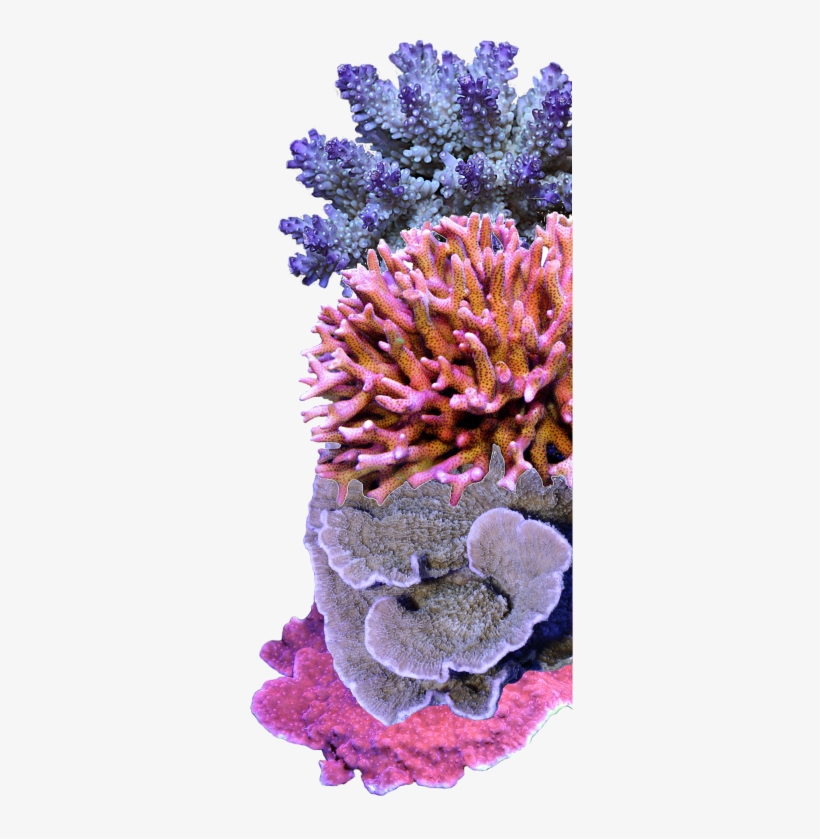 Sps Coral Care - Coral, transparent png
