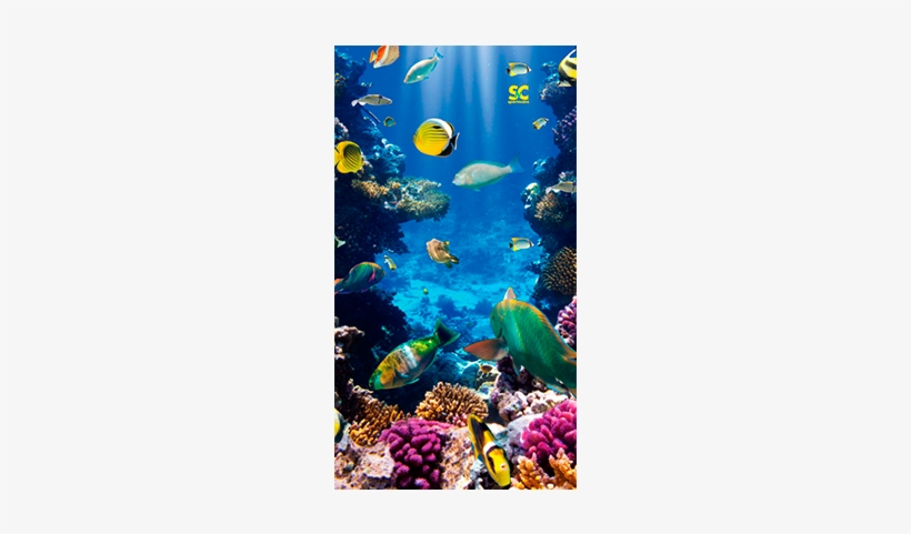 Homemarinecoral Reef Mt5072 - Tropical Fish Case - Ipad Air, transparent png
