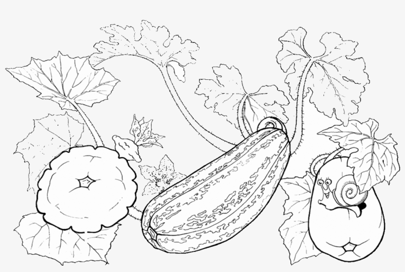 Drawing Zucchini Pattypan Squash Coloring Book Vegetable - Zucchini, transparent png