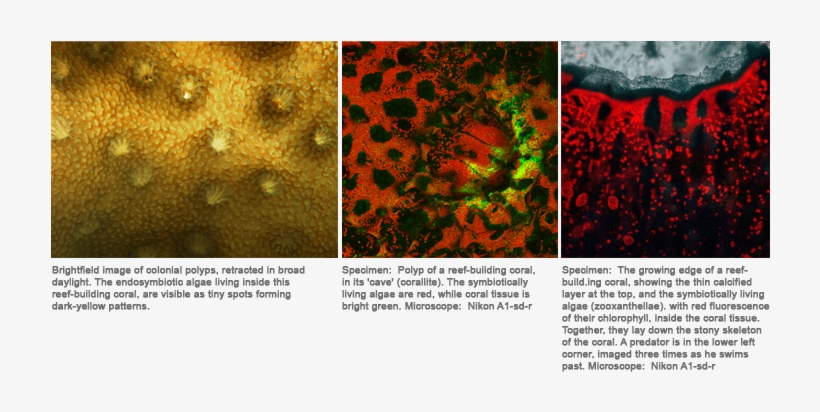 Coral A1r - Marine Biology, transparent png