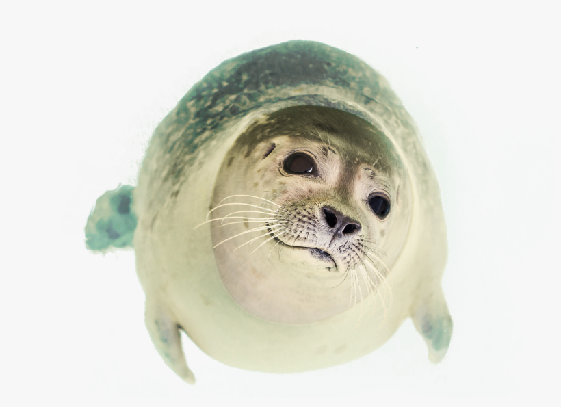 Seal Swimming Png Image - Cutie-pie Seal Journal: 150 Page Lined Notebook/diary, transparent png