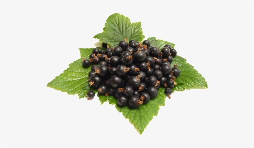 Transparent Fruit Material For Sweet Blueberry - Wild Fruit Png, transparent png