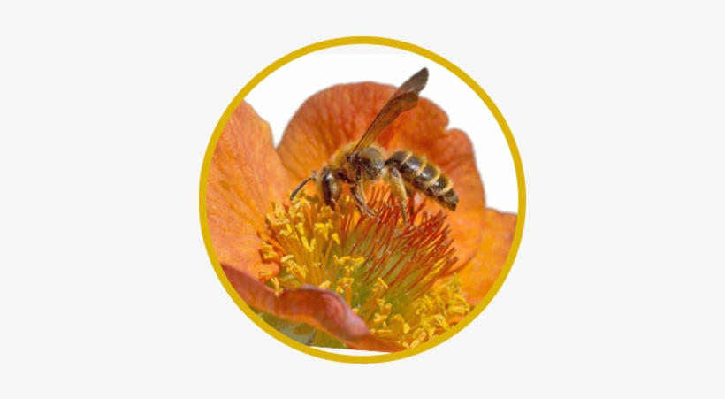 Mining Bees, Andrena Spp - Honeybee, transparent png