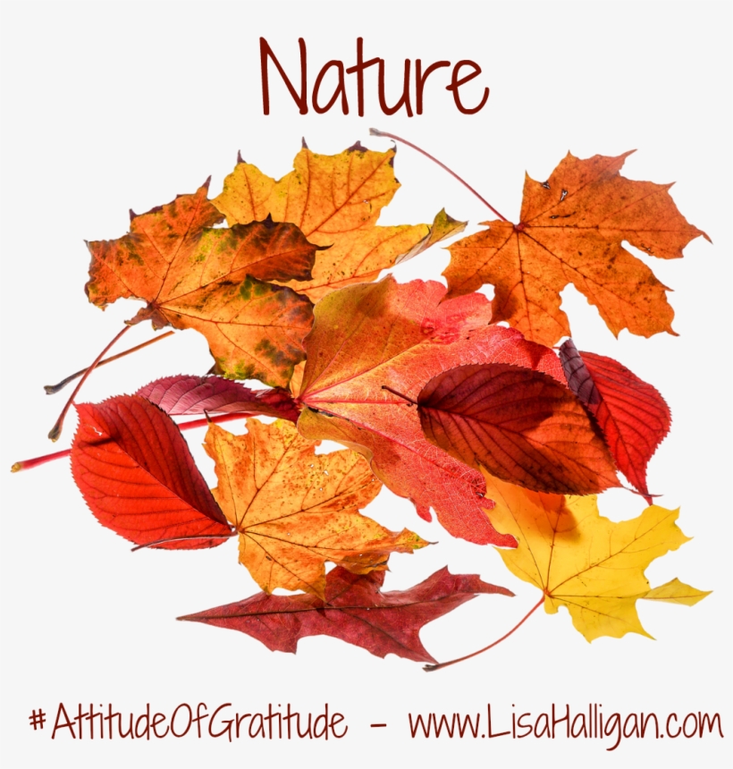 Gratitude - Feedburner, transparent png