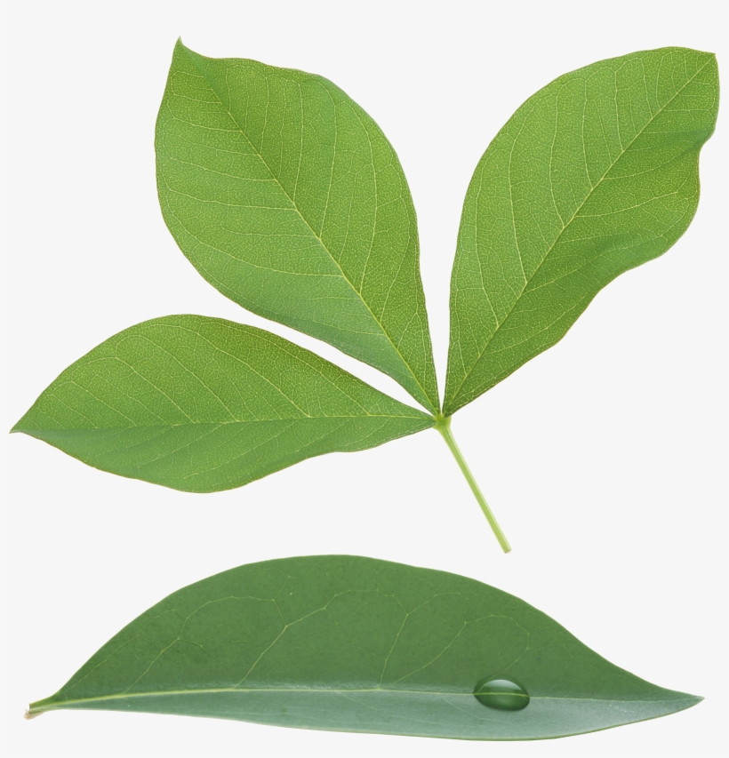 Green Leaves Png Image - Portable Network Graphics, transparent png