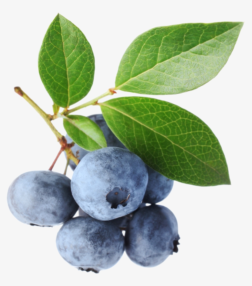 Go To Image - Blue Berry Leaves, transparent png