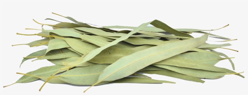 Organic Eucalyptus Leaves - Gum Trees, transparent png