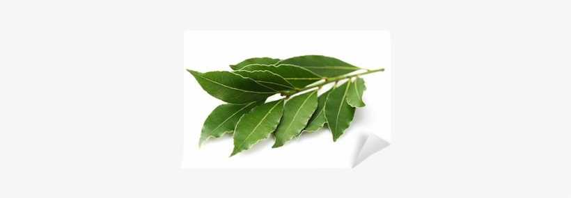 Laurel Planta Png, transparent png