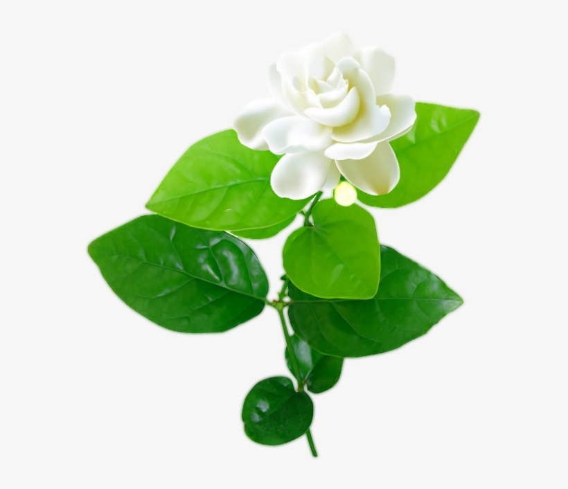 Jasmine Flower With Leaves Png - Jasmine Flower Vector Png, transparent png