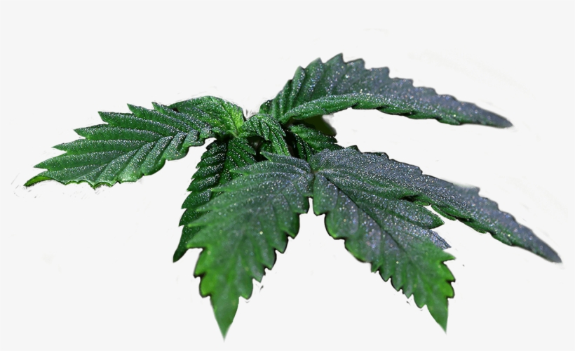 Seeds Cannabis Leaves - Cannabis, transparent png