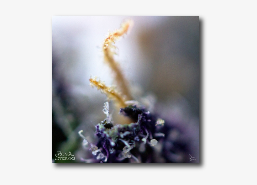 Macro Lens Marijuana Leaf - Cannabis, transparent png