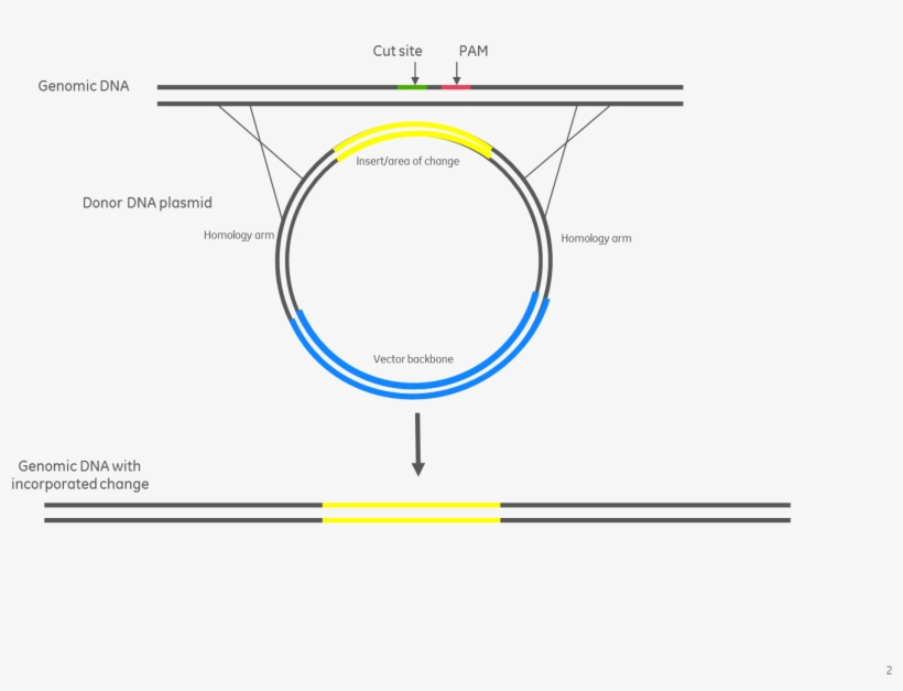 Donor Plasmid Assembly For Insertion Of A Fluorescence - Hdr Plasmid, transparent png