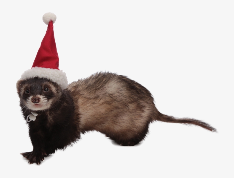 Animal Haikus - Animal In Santa Hat, transparent png