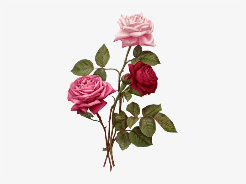 Flores Vintage Png - Roses Wall Calendar, transparent png