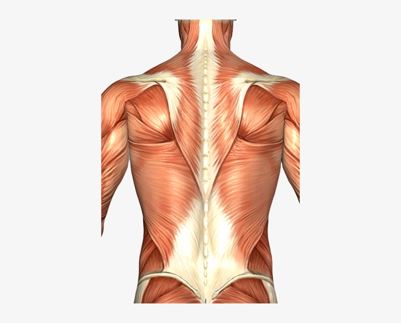 Chiropractic Dr Kertz Musclesoftheback - Barbell Good Morning Muscles Worked, transparent png