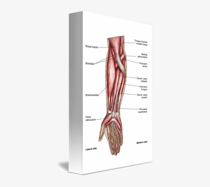 Anatomy Of Human Forearm Muscles - Forearm Muscles, transparent png