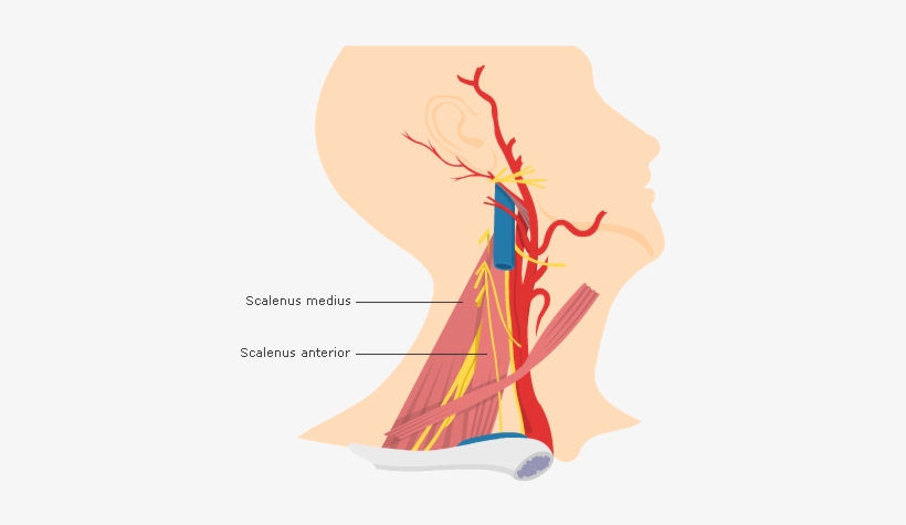 Fig 1 The Scalene Muscles - Illustration, transparent png