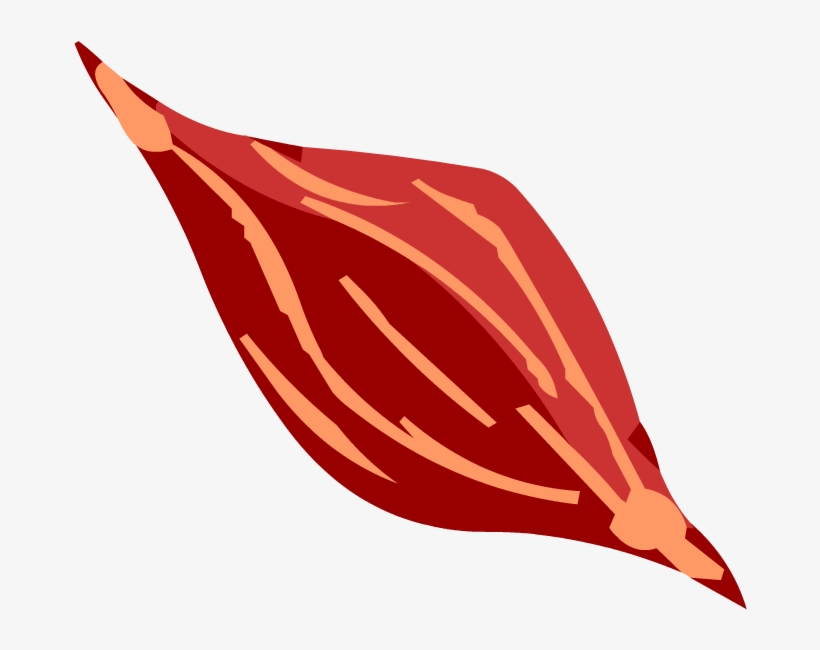 Muscles - Muscle Cell Png, transparent png