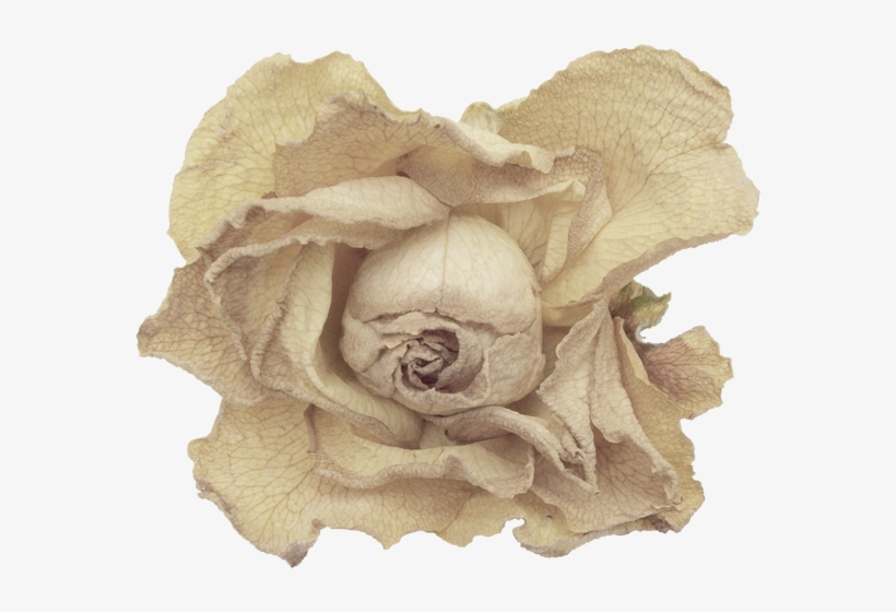 Goth-014 - Garden Roses, transparent png