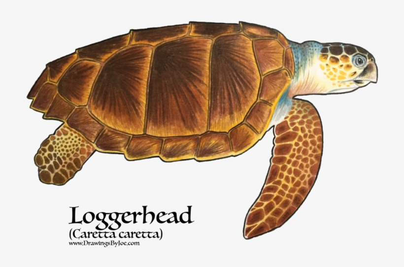 7 Types Of Turtles In The World, transparent png