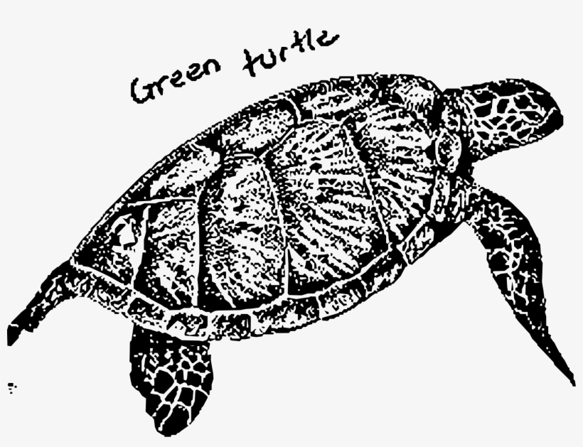 This Free Icons Png Design Of Green Turtle, transparent png