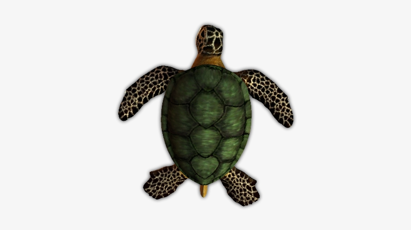 24 Mar 2009 - Dundjinni Turtle, transparent png