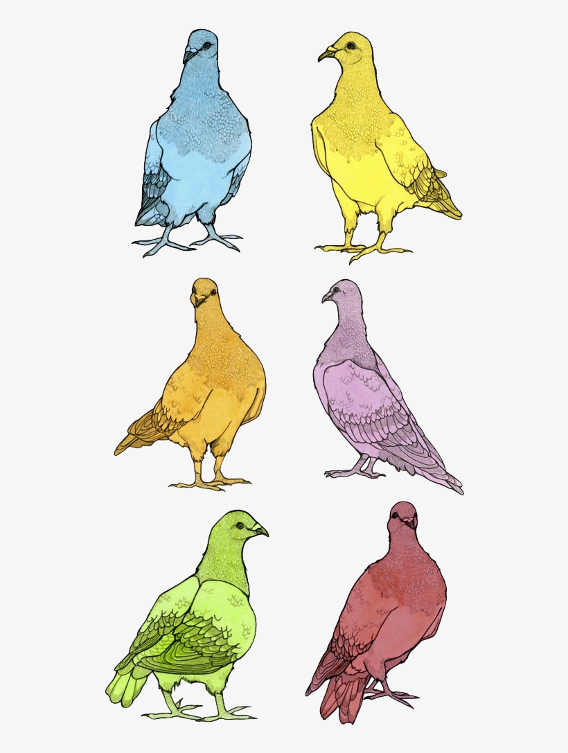 Pigeons, Watercolor & Graphite On Rives Bfk, 5 X 7" - Stock Dove, transparent png