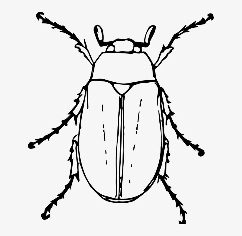 Image Bugs Drawing Steampunk - Beetle Animal Black And White, transparent png