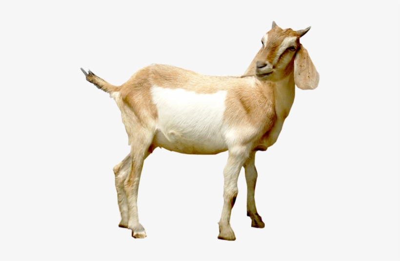 Alpine Coaster Pigeon Forge Tn - Side View Goats Png, transparent png
