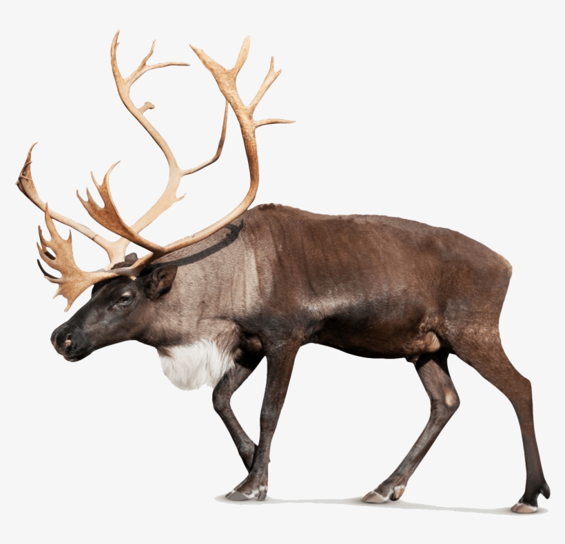 Free Png Moose Png Pic Png Images Transparent - Antler, transparent png