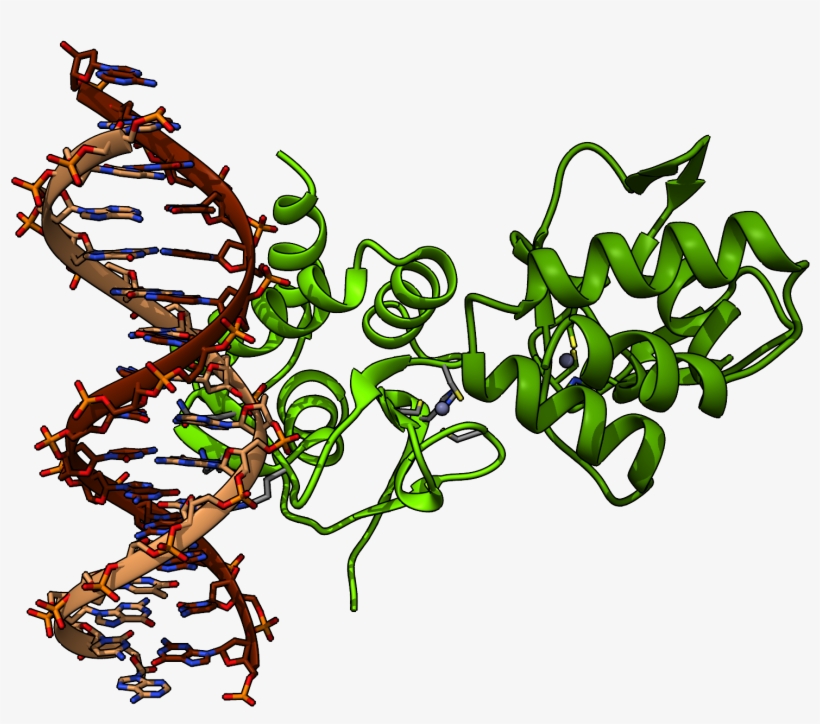Chimera Render Of Smad4 Protein From Pdb 5mez - Mothers Against Decapentaplegic Homolog 4, transparent png