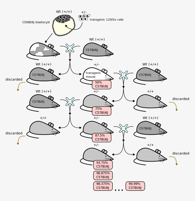 243 × 240 Pixels - Backcrossing Mice, transparent png