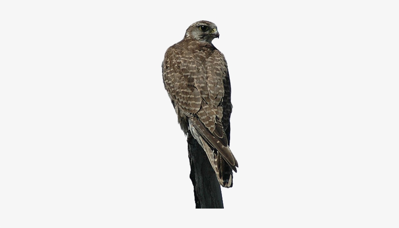 Falco Cherrug, Aquila Nipalensis - Saker Falcon, transparent png