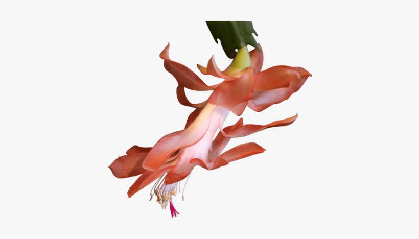 Exotic Plant - Planta Exotica Png, transparent png