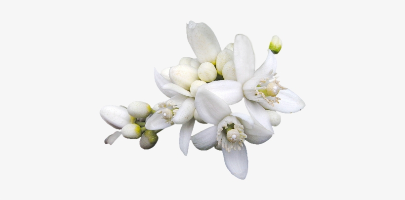 Azzahár Includes Remains Of The Roman Wall, First Century - Aroma & More Neroli Essential Oil Dilute 10% (tunisia), transparent png