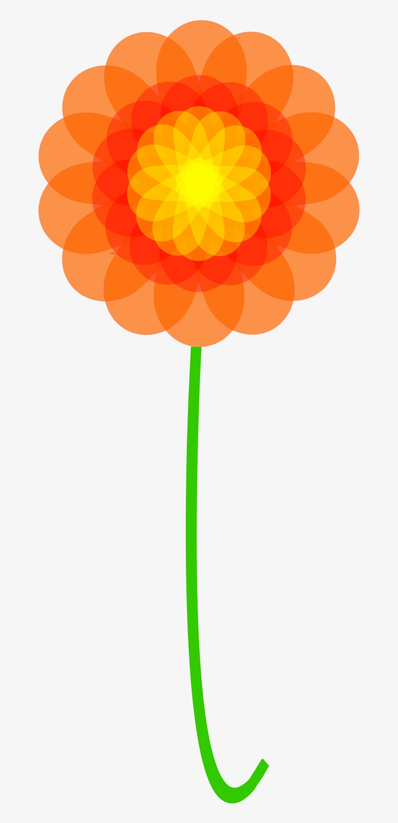 Big Image - Barberton Daisy, transparent png