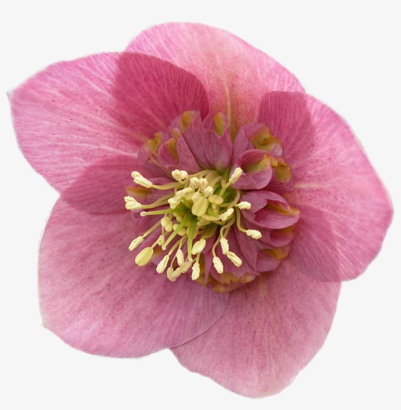 Flores Png, Buena Calidad, Resolucioon, Para Diseño - Hellebore, transparent png