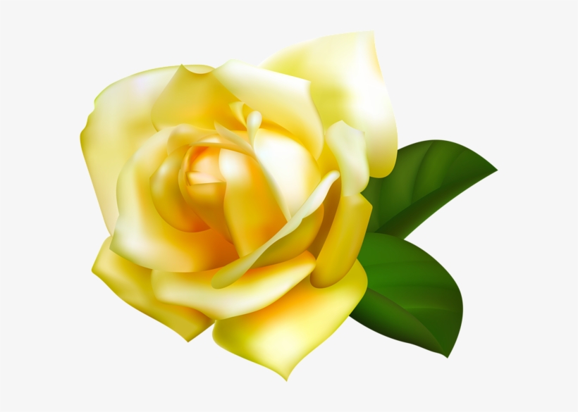 Rose, transparent png