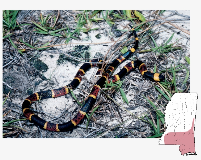 Coralsnake Micrurus Fulvius, transparent png