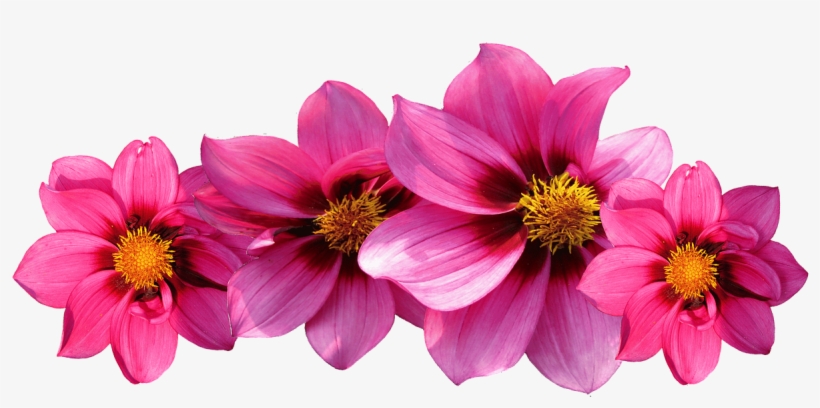 Types Flower Names Pictures - Note Cards (pk Of 20), transparent png