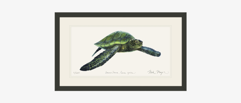 Green Sea Turtle - Wild Oceans Coloring Book: Saltwater Fish And Deep, transparent png