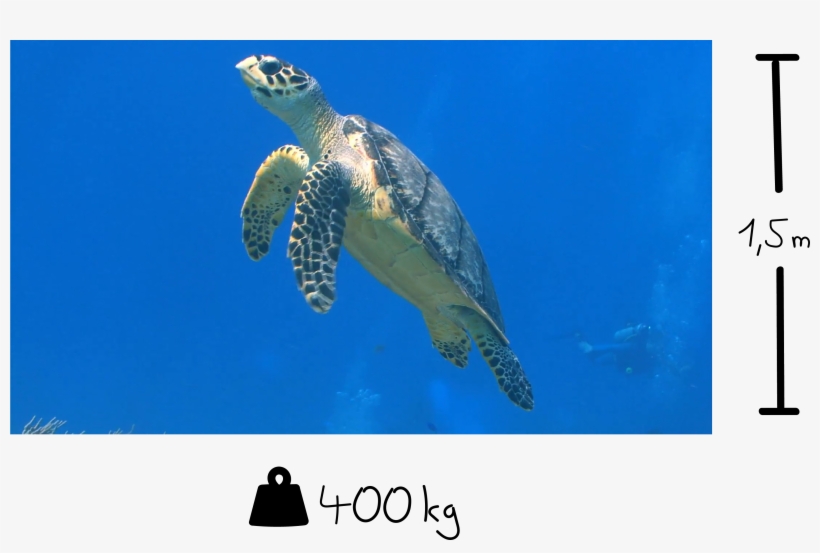 Some Selected Facts About Sea Turtles - Sea Turtle, transparent png