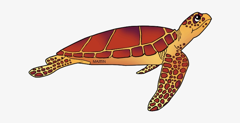 United States Clip Art By Phillip Martin - Kemp's Ridley Sea Turtle Cartoon, transparent png
