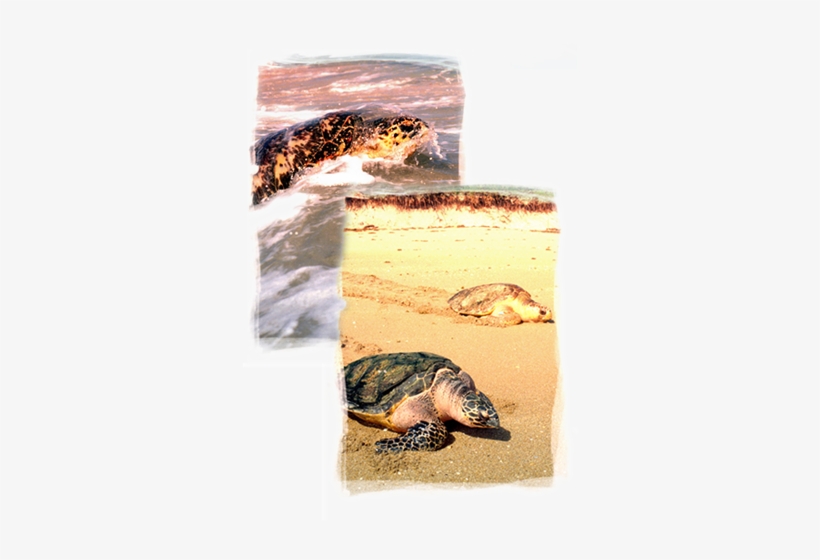 Learn About Sea Turtles Remarkable Marine Reptiles - Seaworld Parks & Entertainment, transparent png