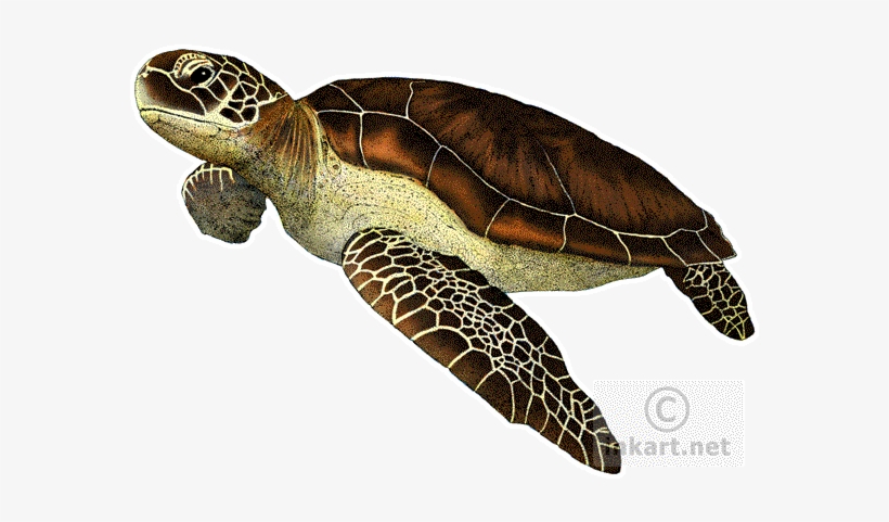 Jpg Royalty Free Green Chelonia Mydas Line Art And - Green Sea Turtle Throw Blanket, transparent png